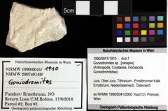 Foto (Objket + Etiketten) von Goniodromites bidentatus (Reuss, 1858) 